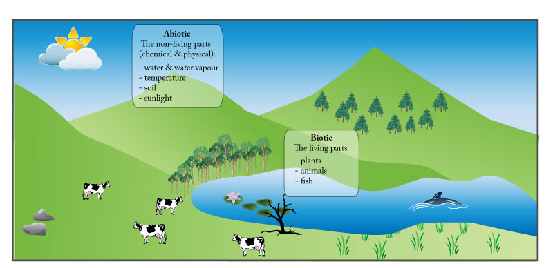 IB environmental systems biotic & abiotic components